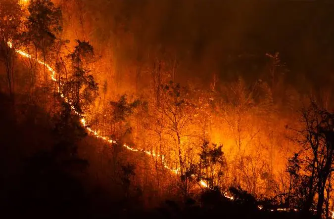 kebakaran hutan